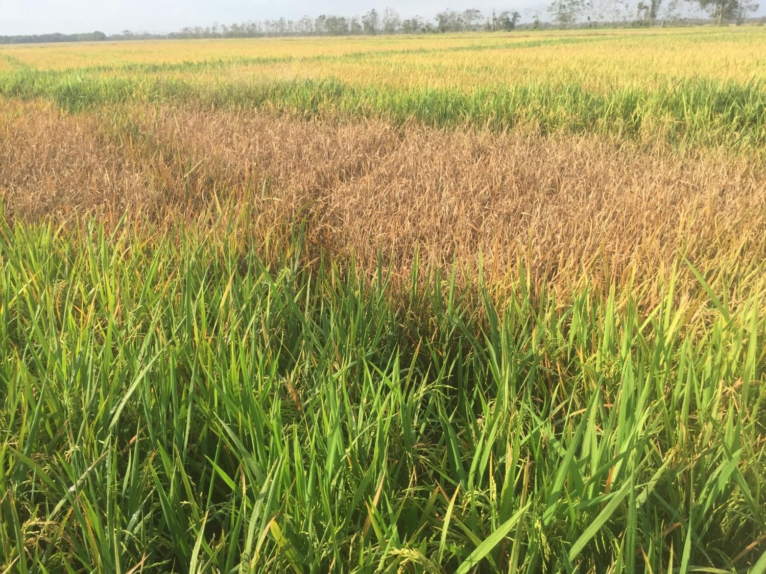 Rice delphacid nymphs and field with hopper burn.